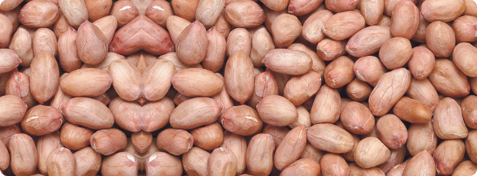 Java peanuts from India Bold peanuts from India